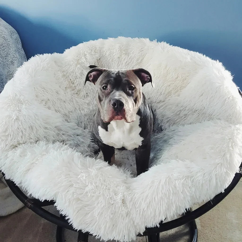 Why Your Pet Won't Stop Hogging Your Papasan Chair