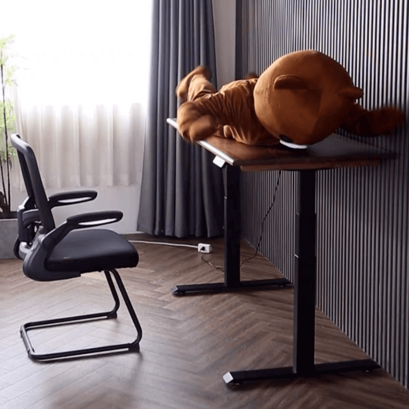 Modern Walnut Adjustable Electric Desk with Black Base