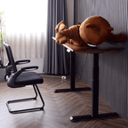 Modern Walnut Adjustable Electric Desk with Black Base