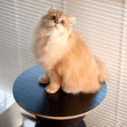 Sculptural Multifunctional Pet-Friendly Side Table With Cat Scratcher